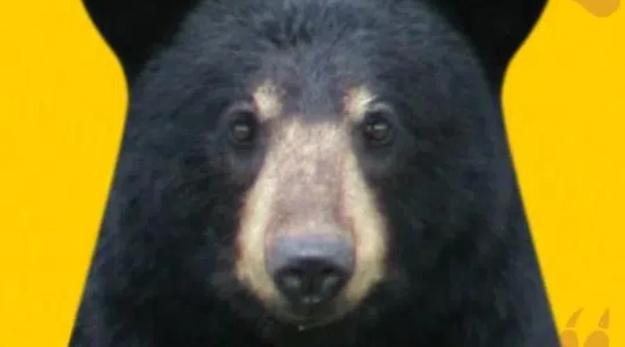 Black Bear Safety Tips