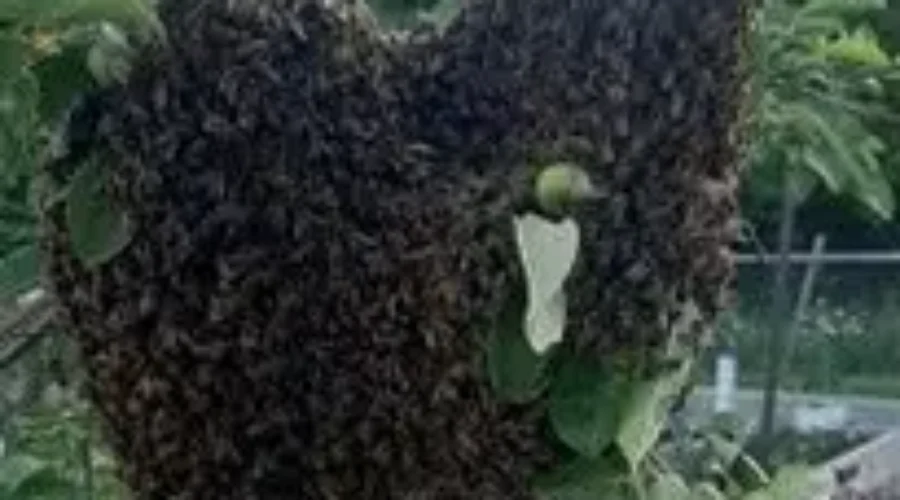 Audio/Video: Local Educational Push To Support Bees