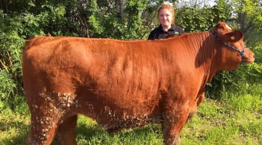 The Rare Steakout 4-H Beef Club ‘Meating’ New Challenges
