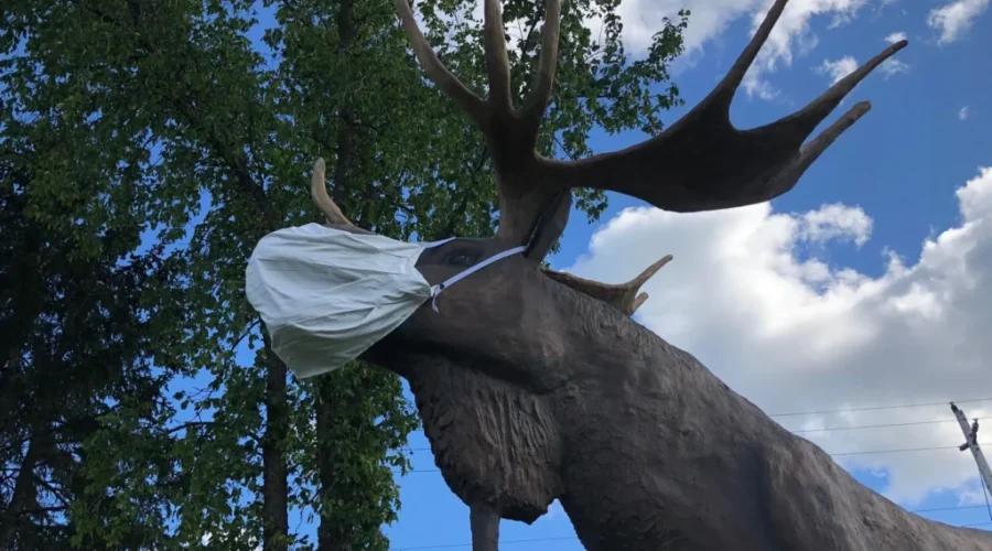 Max-w-mask-1 VIDEO: Dryden’s Max the Moose gets Masked