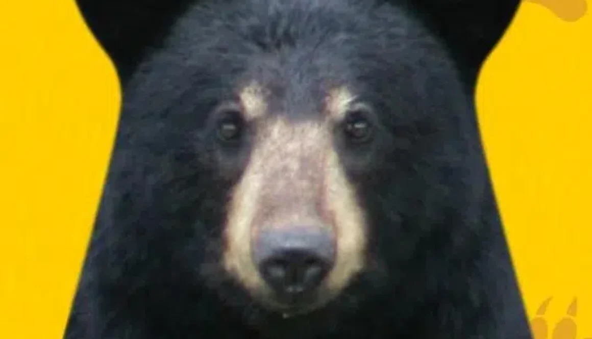 bearwisepic-1
