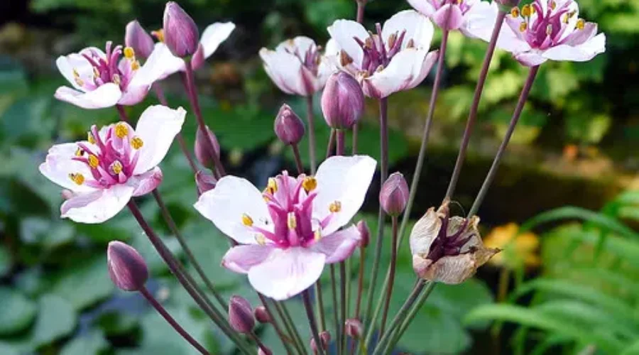 Invasive Plant North of Kenora