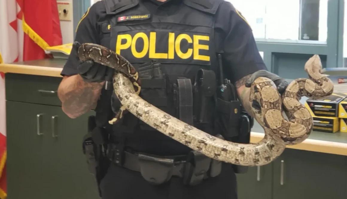 snake-scaled-1