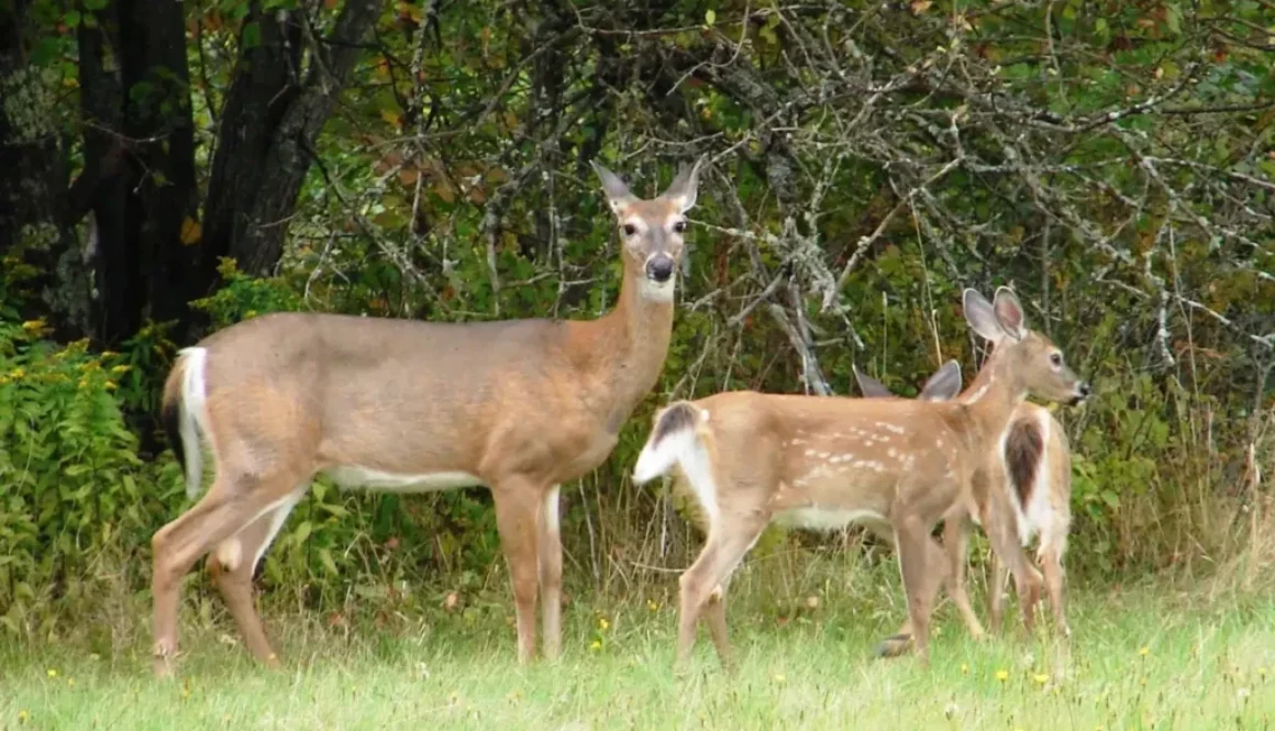 thumbnail_deerandfawn-_0-1