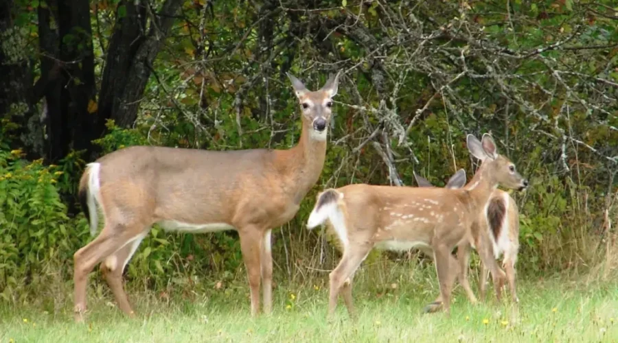 New Fines For Feeding Wildlife