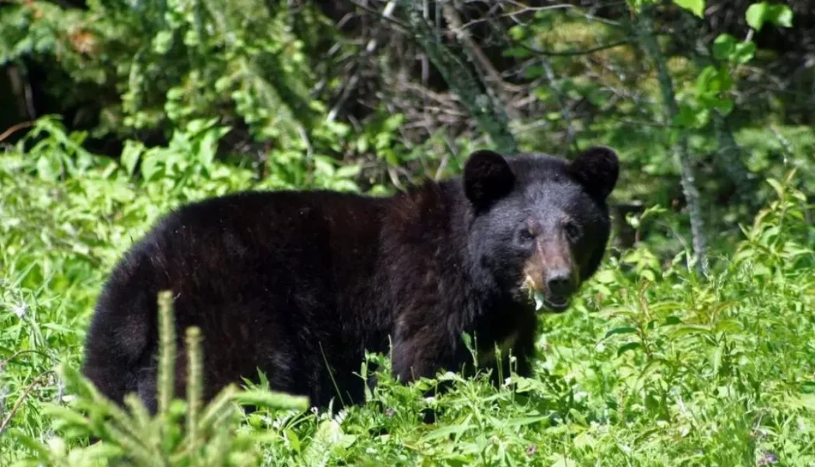 Spring-Bear-Hunt-Reinstated