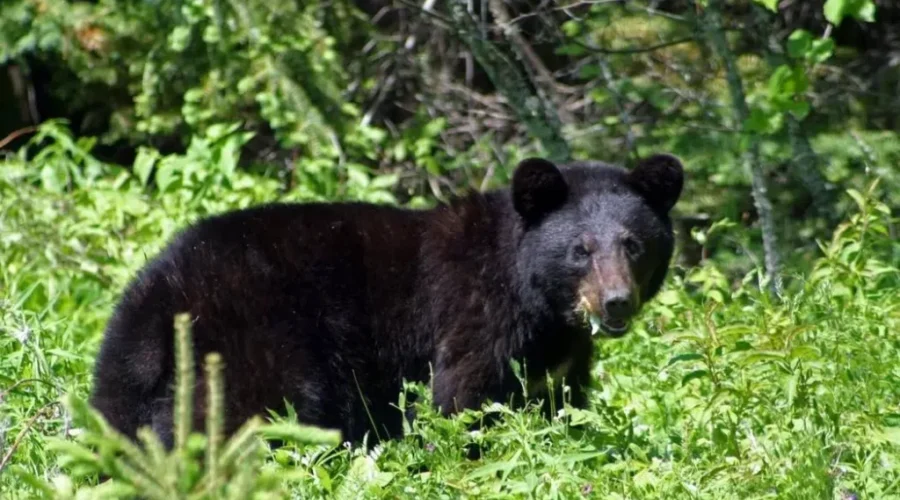 Numerous Bear Reports In Dryden