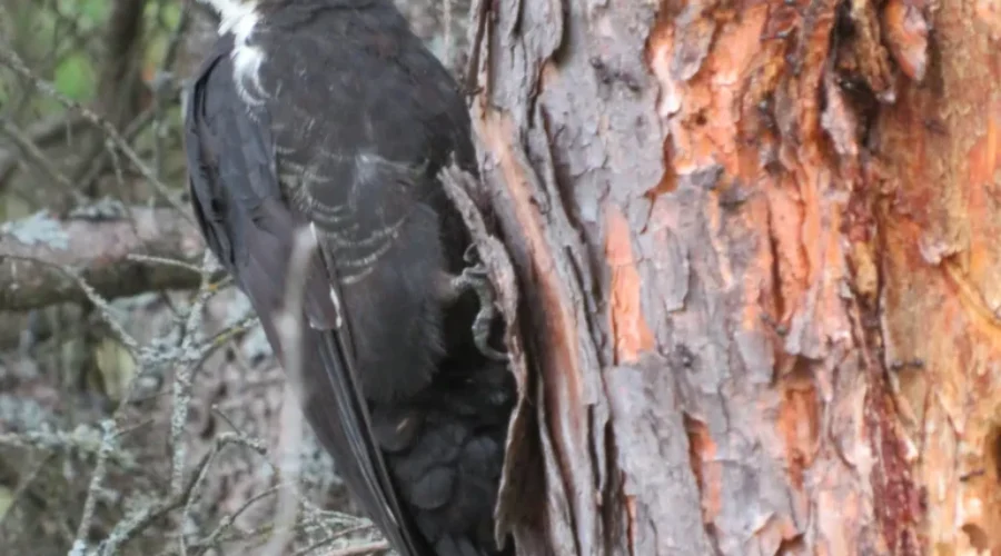 Woody Woodpecker?