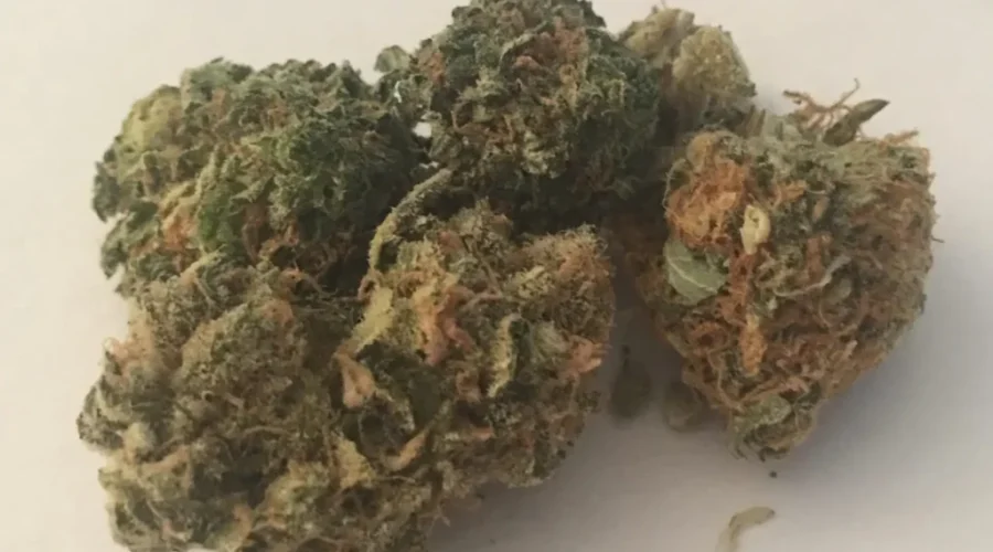 Applications In For NWO Cannabis Stores