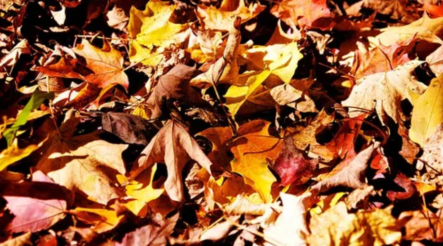 5065979990_4488cdd03c Leave Leaves Alone: Nature Group