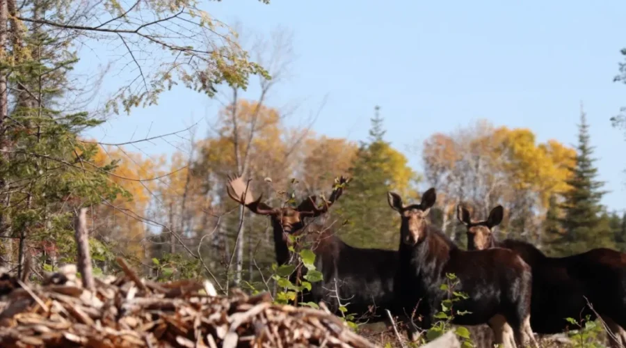 Moose
