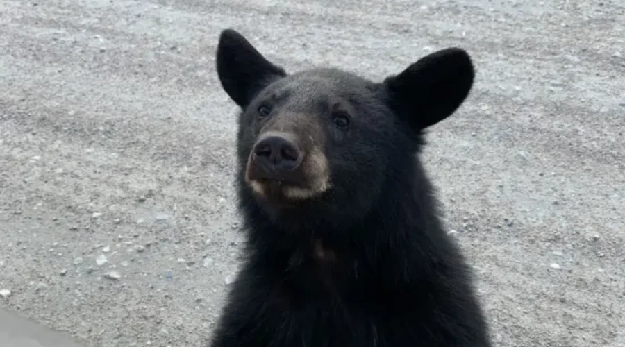 Bear-down-Basket-Lake-Road-Photo-by-Brookelynn-Gadd-submitted-by-here-Dad-Tim-Gadd-1 Can You Get A Ride? No Because I Bearly Know You.