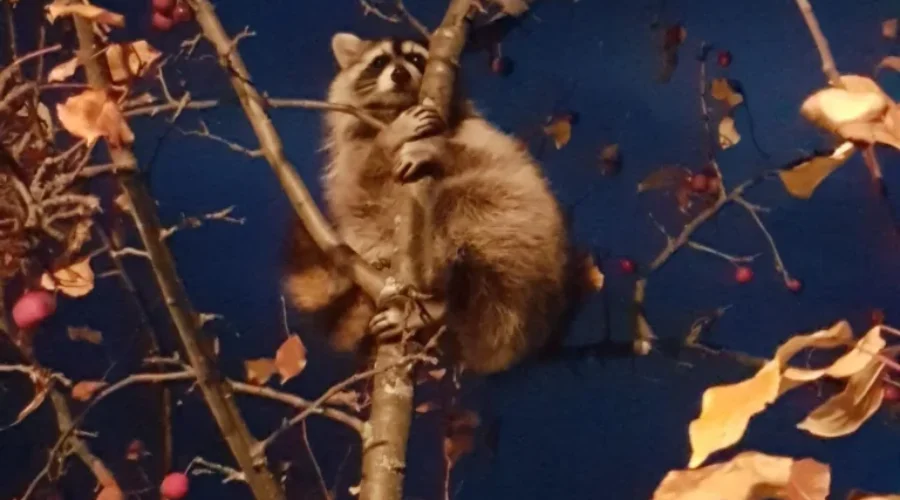 Night Visitor