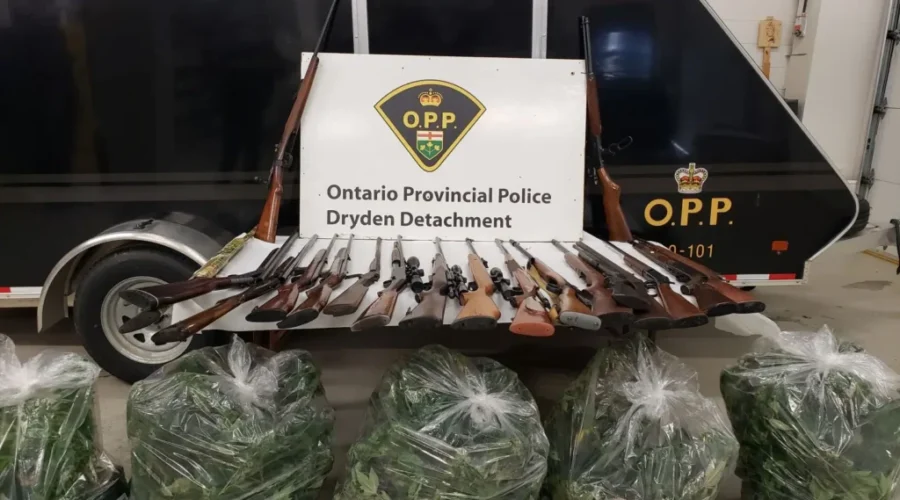 Firearms And Cannabis Plants Seized By Dryden OPP