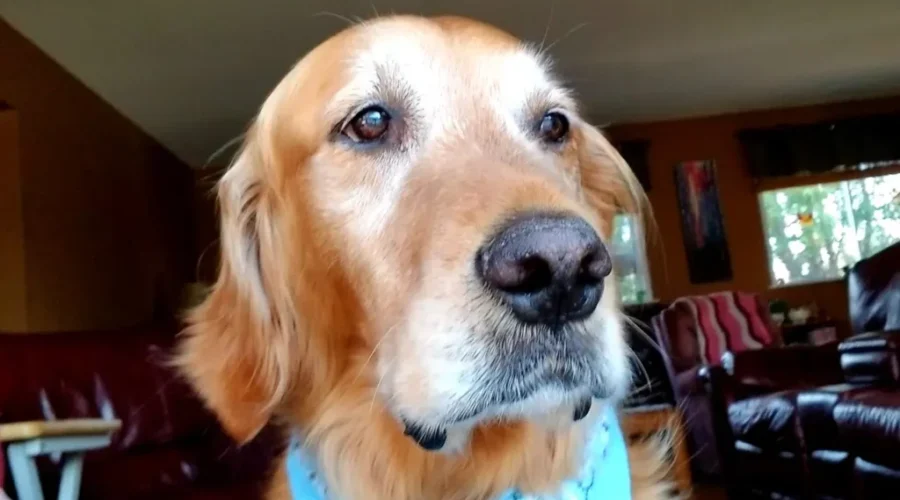 Pull Over Before You Get Howled At