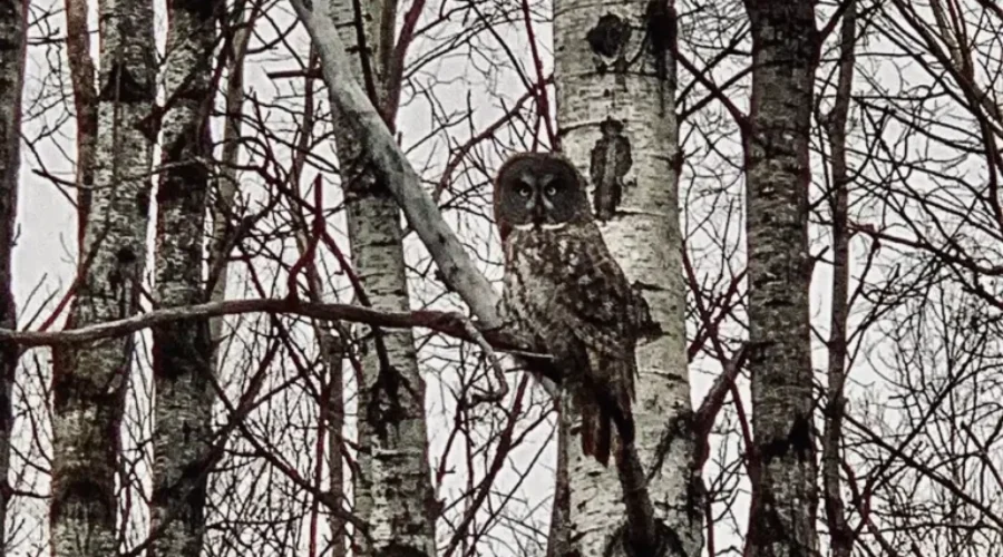 Whoooo Are You Looking At?