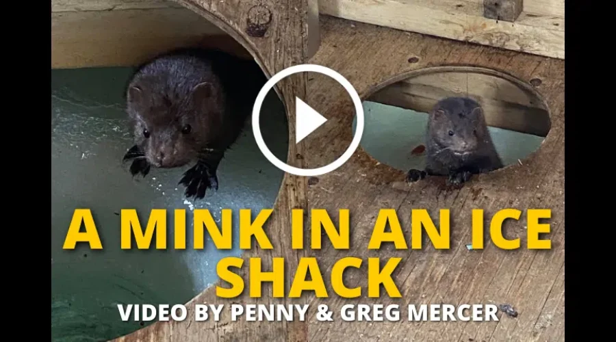 WATCH: A Mink In An Ice Shack