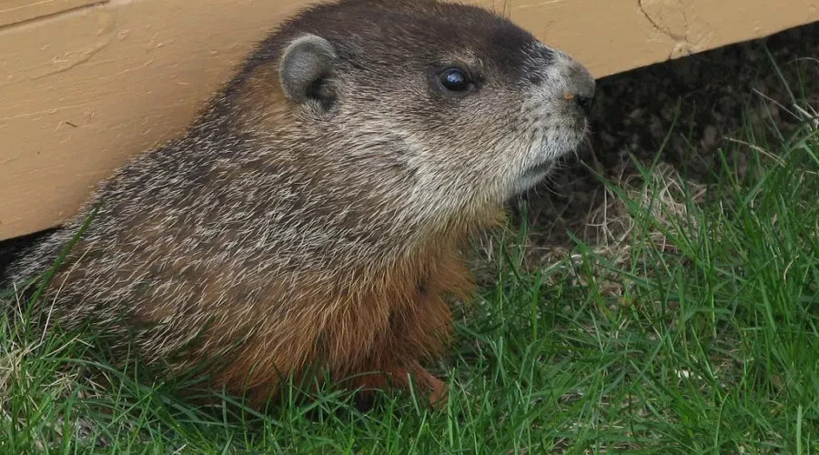 Canadian Groundhogs Calling For Early Spring