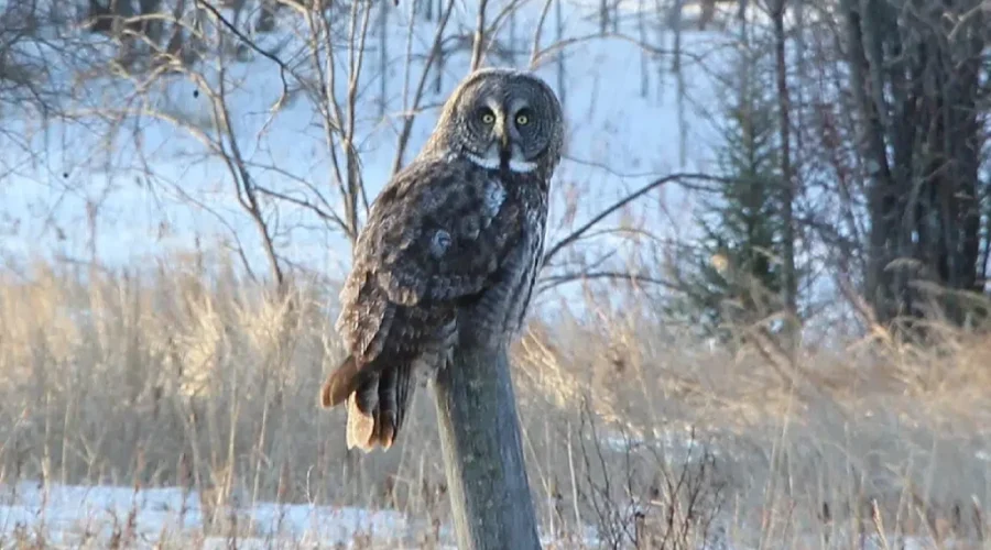 Look ‘Whooo’ It Is