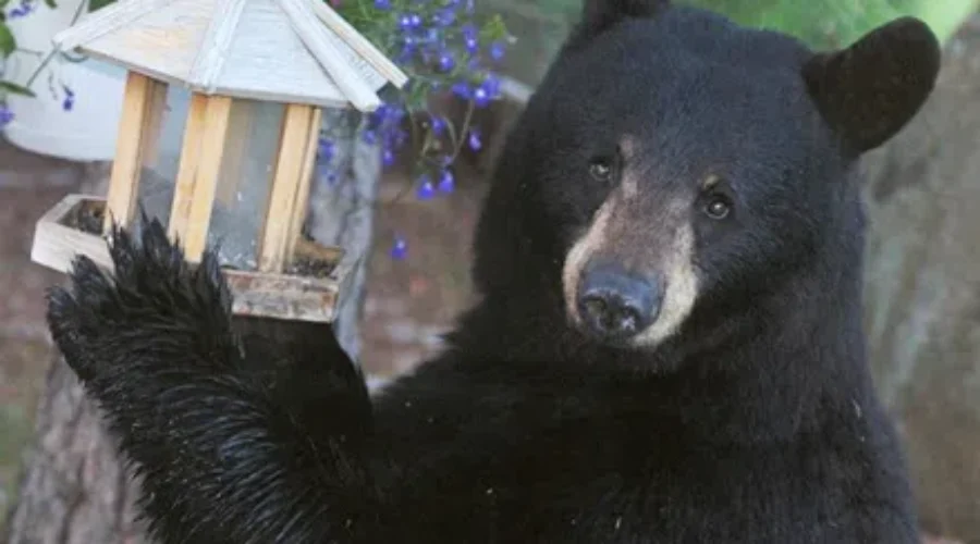 bear-1 Spring Time Means Bear Time; Tips To Stay Safe