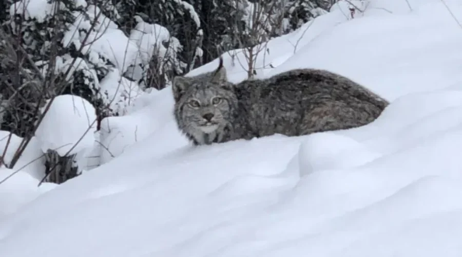 Big Kitty