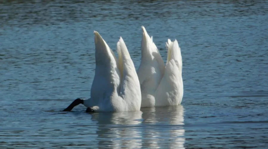 Bottoms Up