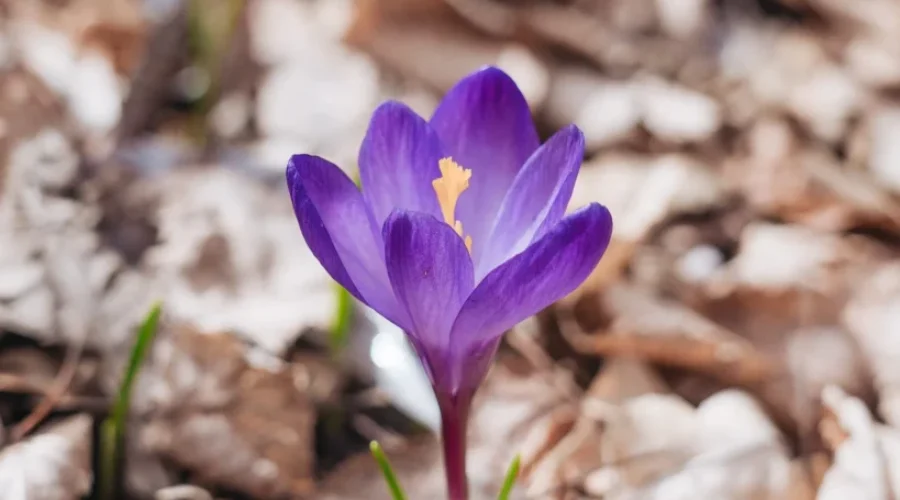 crocus-down-the-paved-walking-path-between-st-charles-drive-and-sandy-beach-road-photo-by-sam-tocholke-scaled-2 Crocus