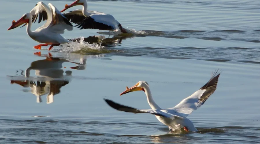 Pelicans On Wabigoon Lake