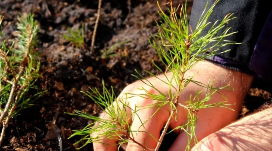 Tree Plant Operations In Dryden/Red Lake/Ear Falls