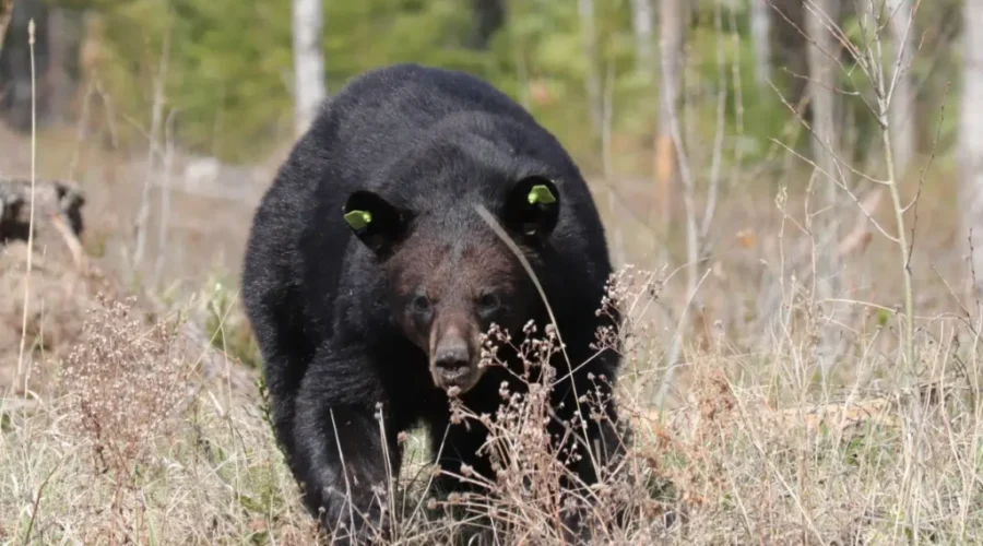 Spring Bear With “Earrings”