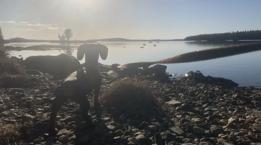 turbo-loves-taking-in-the-beauty-of-pelican-lake-after-a-walk-on-the-trails-at-cedar-bay-photo-by-angie-barton-scaled-2 Turbo!!