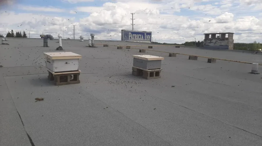 breeze2-1 Bee Learning Program For Kenora Jail