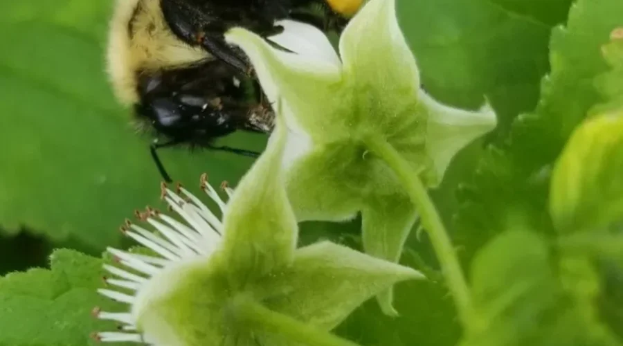 What The Buzz Is All About