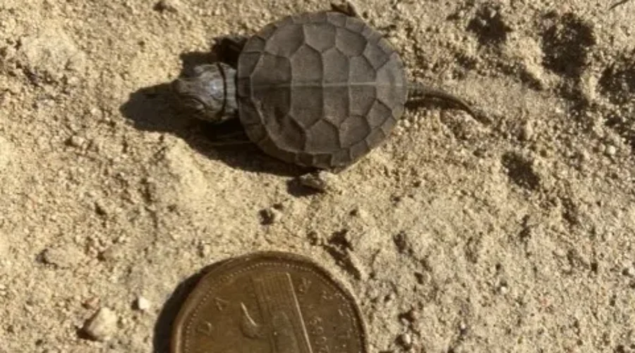 Little Fella