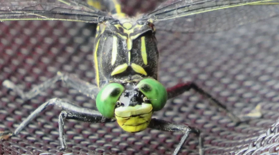 What’s ‘Bugging’ You?