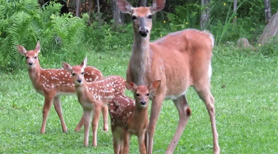 Triplets!!