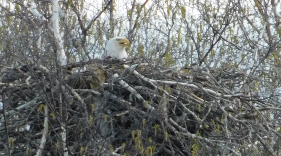 Nesting