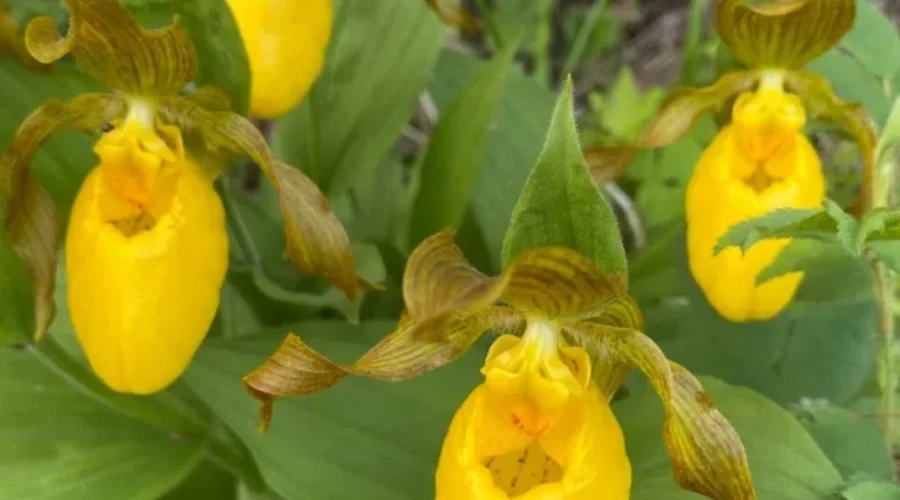 Yellow Lady Slippers