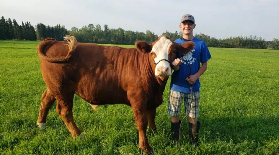Dryden 4H Beef Club Preparing For Fall Fair Auction
