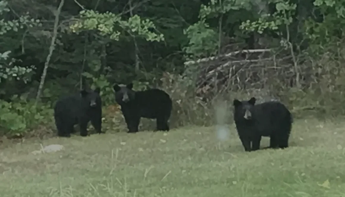 bears-1-1-1