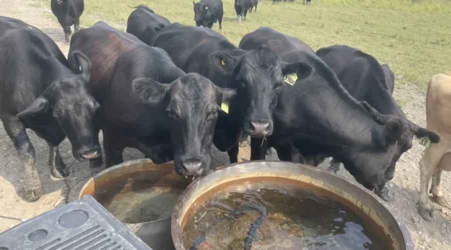 Local Beef Producer Reflects On ‘Worst Drought In 150 Years’