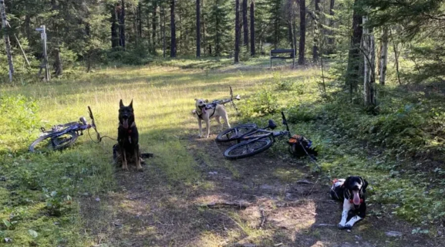 Bikejoring