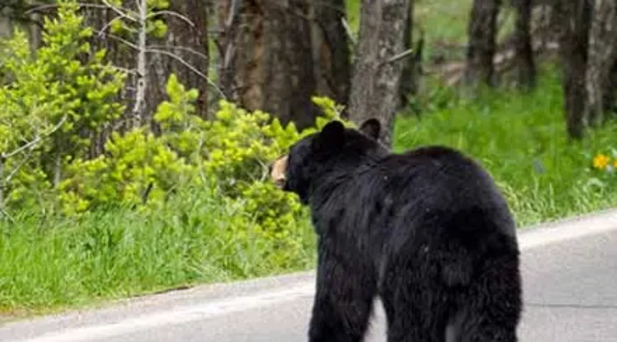 mnrf-bearwise-bear-fact-3-440x440-1 Bear Encounters Across Northwest Remains Issue