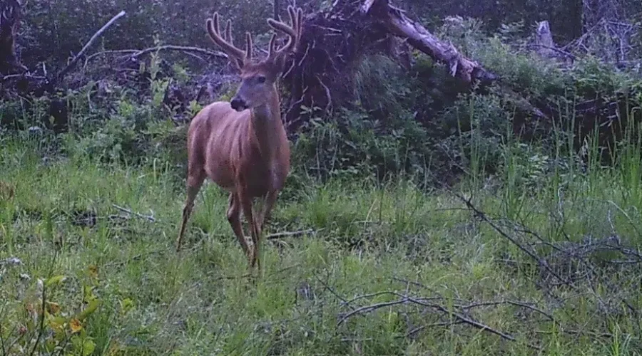 Oxdift Buck