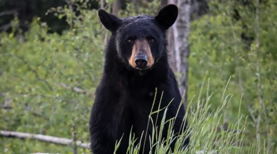 ‘Bear’ly Standing It’