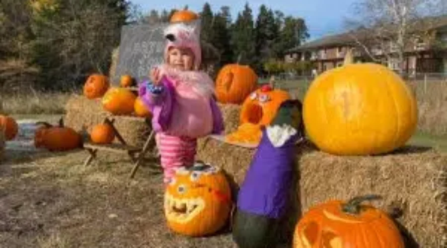 pumpkins-300x225-1 Dryden Fall Fest Back For Second Year