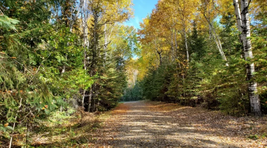 Fantastic Fall