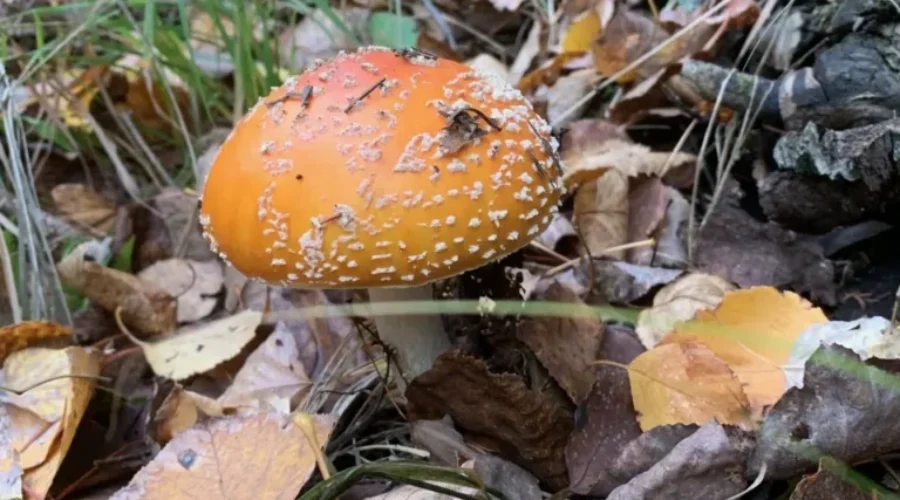 Hockey, Haunts & Harvest