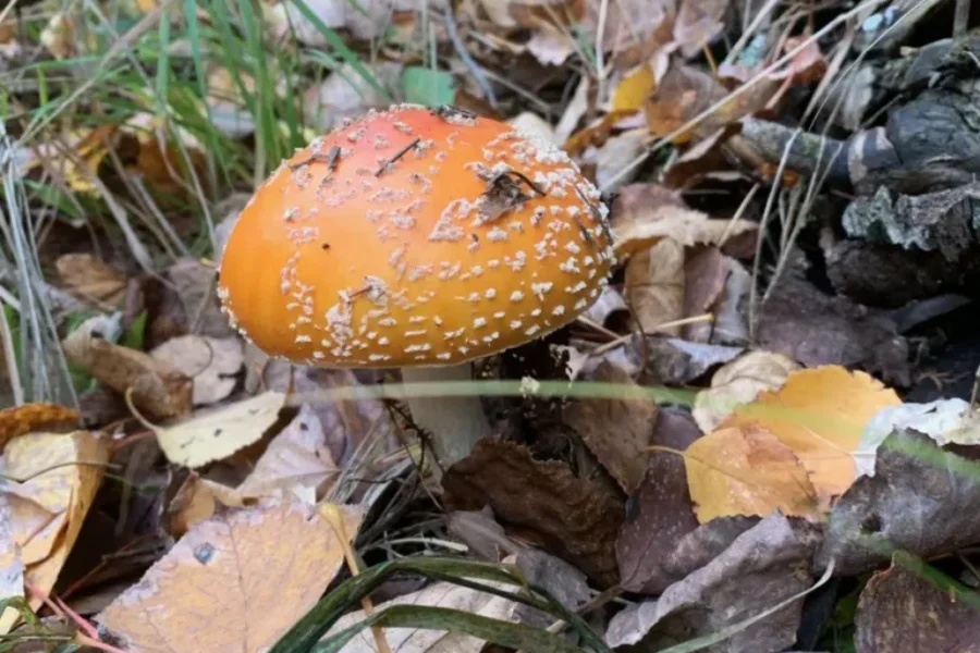 Hockey, Haunts & Harvest