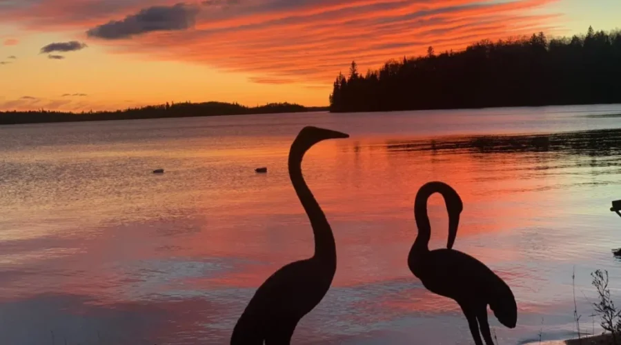 rahill-beach-red-lake-photo-taken-by-16-year-old-owen-glazier-the-herons-are-lawn-decorations-1 Rahill Beach